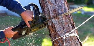 Best Root Management and Removal  in University Center, VA