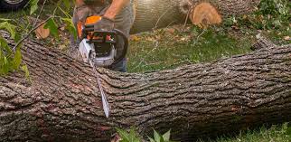 Best Tree Preservation Services  in University Center, VA