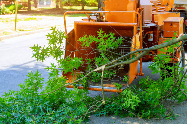 Lawn Maintenance Plans in University Center, VA