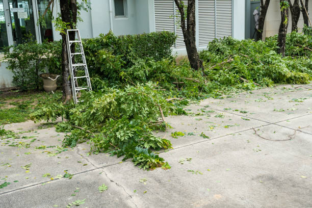Best Storm Damage Tree Cleanup  in University Center, VA