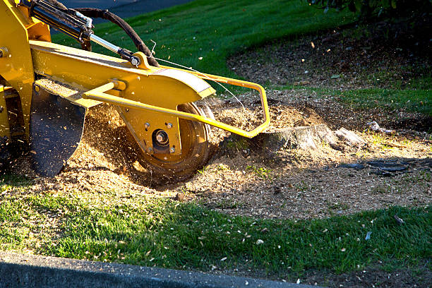 Trusted University Center, VA Tree Services Experts