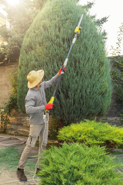 Best Tree Trimming and Pruning  in University Center, VA
