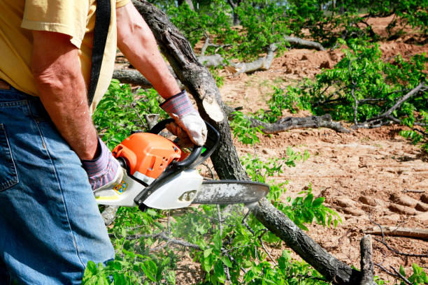 Best Seasonal Cleanup (Spring/Fall)  in University Center, VA